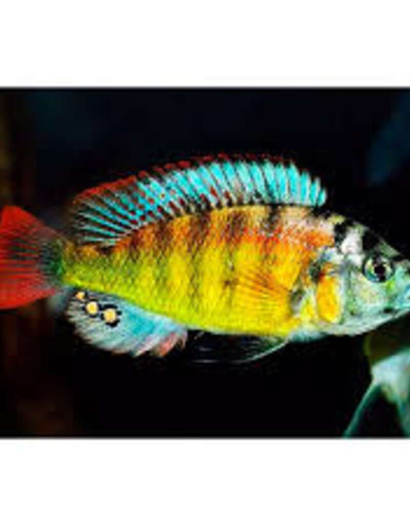 Cherry Red Hap - African Cichlid - Freshwater