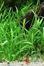 Lilaeopsis Brasiliensis "Micro Sword"- Tissue Culture - Live Plant