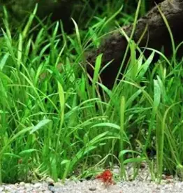 Lilaeopsis Brasiliensis "Micro Sword"- Tissue Culture - Live Plant