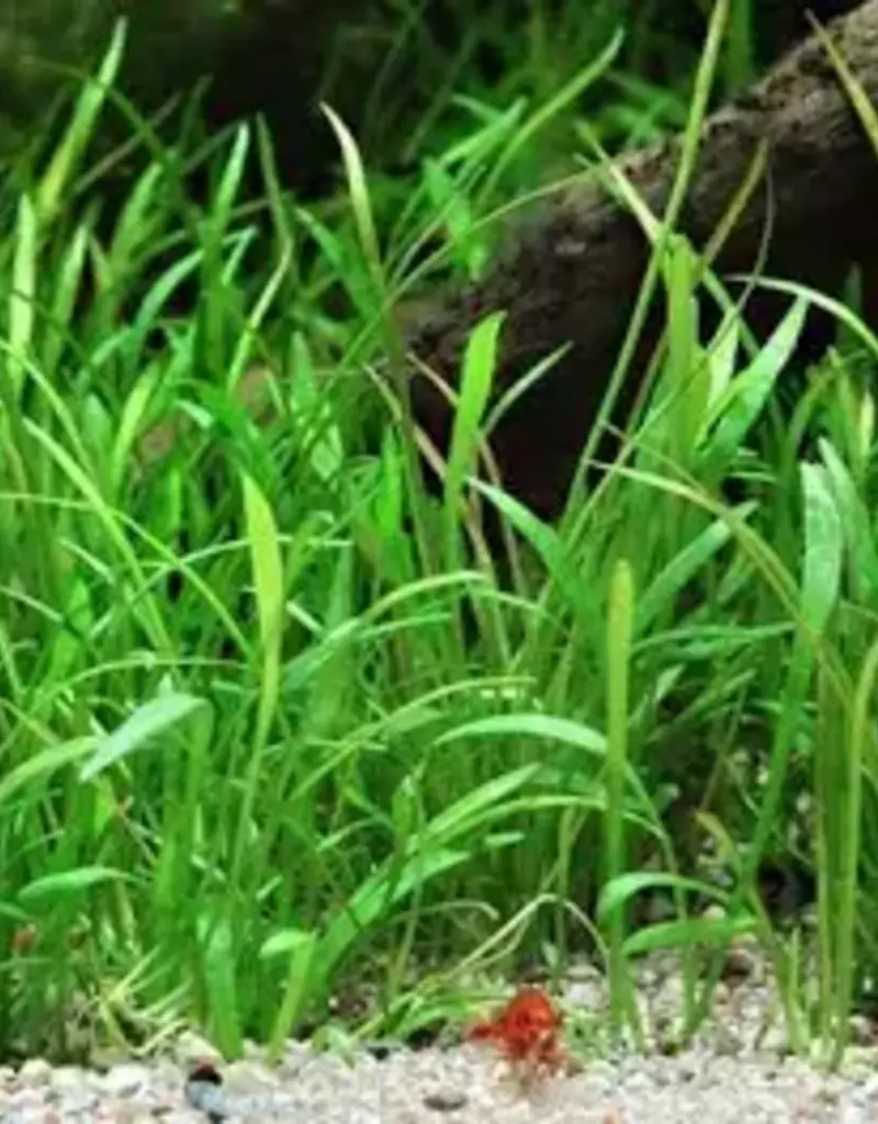Lilaeopsis Brasiliensis "Micro Sword"- Tissue Culture - Live Plant
