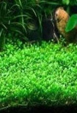 Glossostigma Elatinoides - Tissue Culture - Live Plant