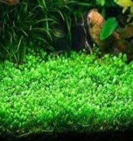 Glossostigma Elatinoides - Tissue Culture - Live Plant