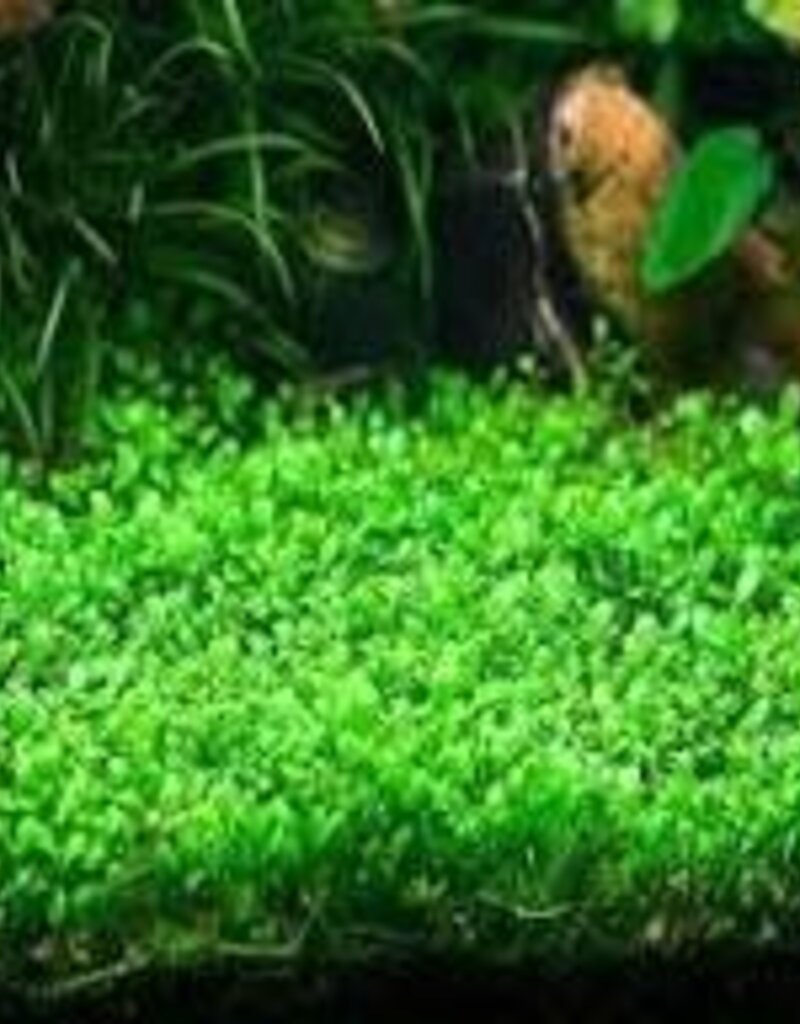 Glossostigma Elatinoides - Tissue Culture - Live Plant