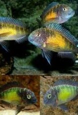 Sun Spotted Tropheus Cichlid - African - Freshwater
