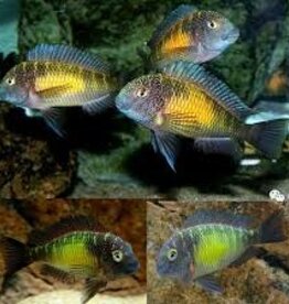 Sun Spotted Tropheus Cichlid - African - Freshwater