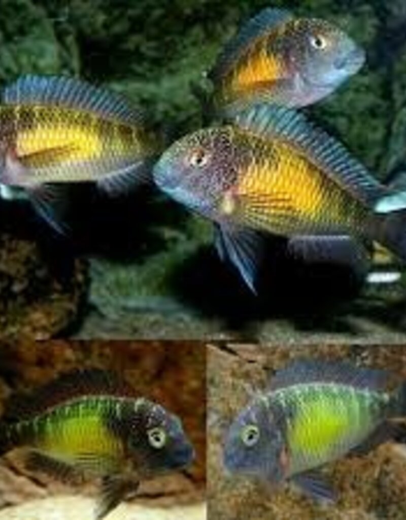 Sun Spotted Tropheus Cichlid - African - Freshwater