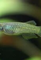 Norman's Lampeye - Freshwater