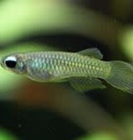 Norman's Lampeye - Freshwater