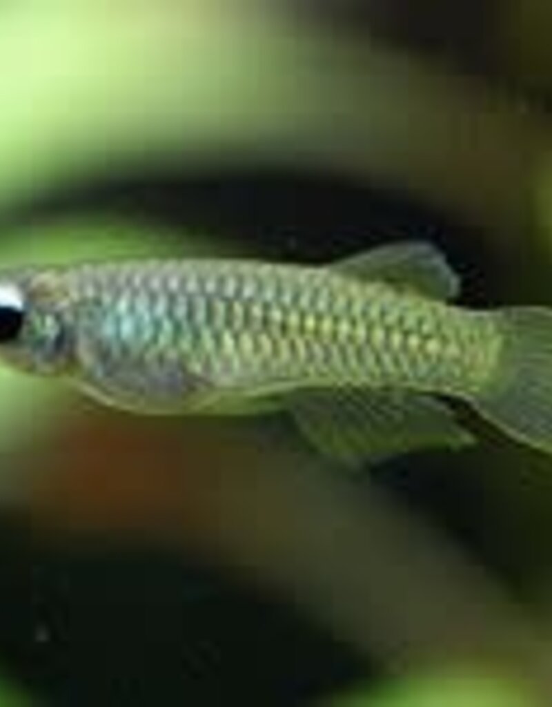 Norman's Lampeye - Freshwater