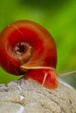 Red Ramshorn Snail - Freshwater