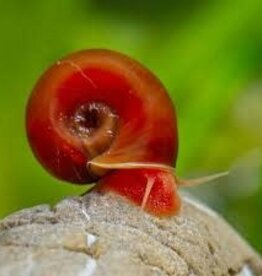 Red Ramshorn Snail - Freshwater