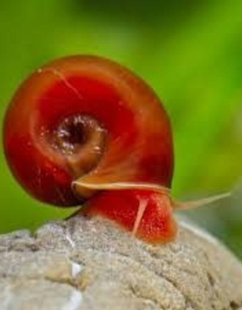Red Ramshorn Snail - Freshwater