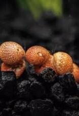 Fancy Pumpkin Nerite Snails - Freshwater