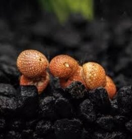 Fancy Pumpkin Nerite Snails - Freshwater
