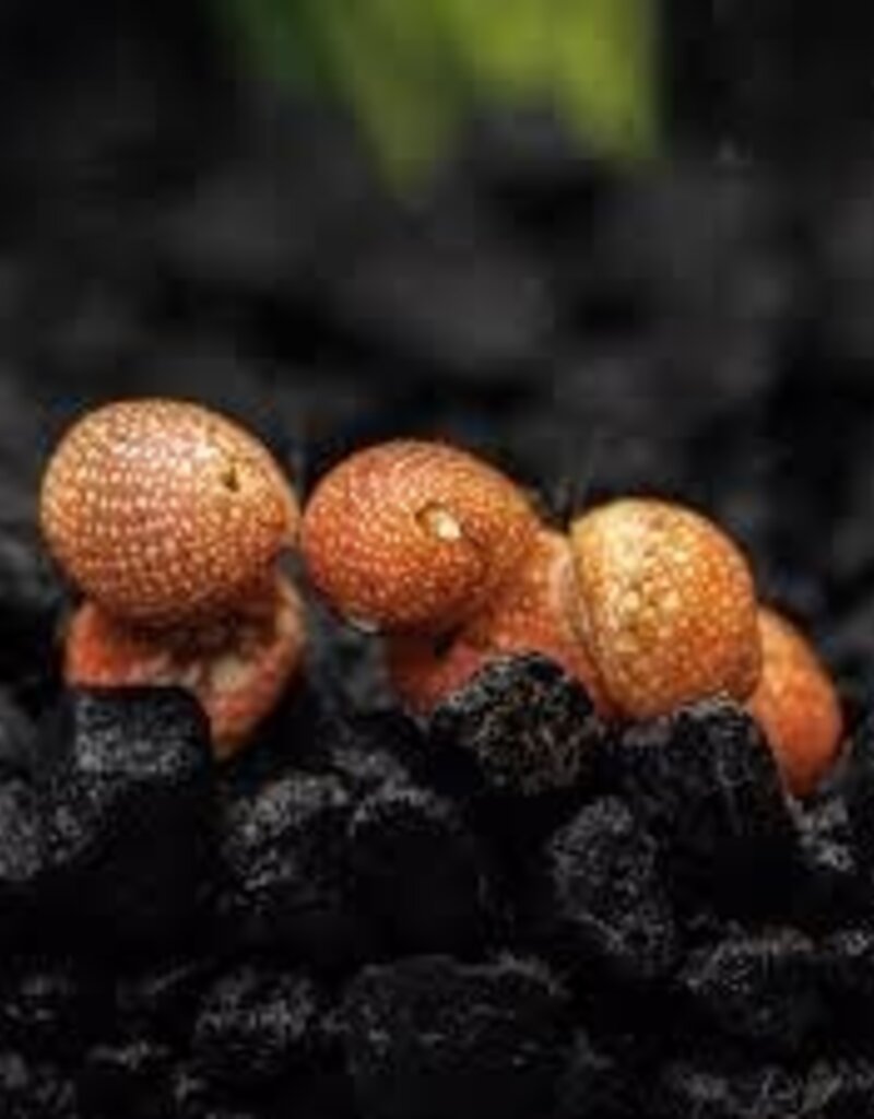 Fancy Pumpkin Nerite Snails - Freshwater