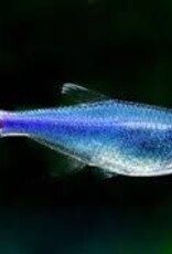 Blue Peruvian Tetra - Freshwater