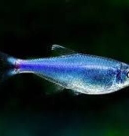 Blue Peruvian Tetra - Freshwater