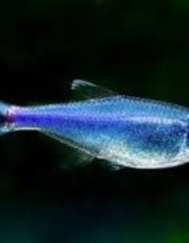 Blue Peruvian Tetra - Freshwater