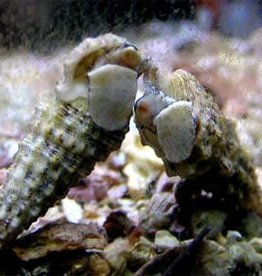 White or Black  Cerith Snail - Saltwater