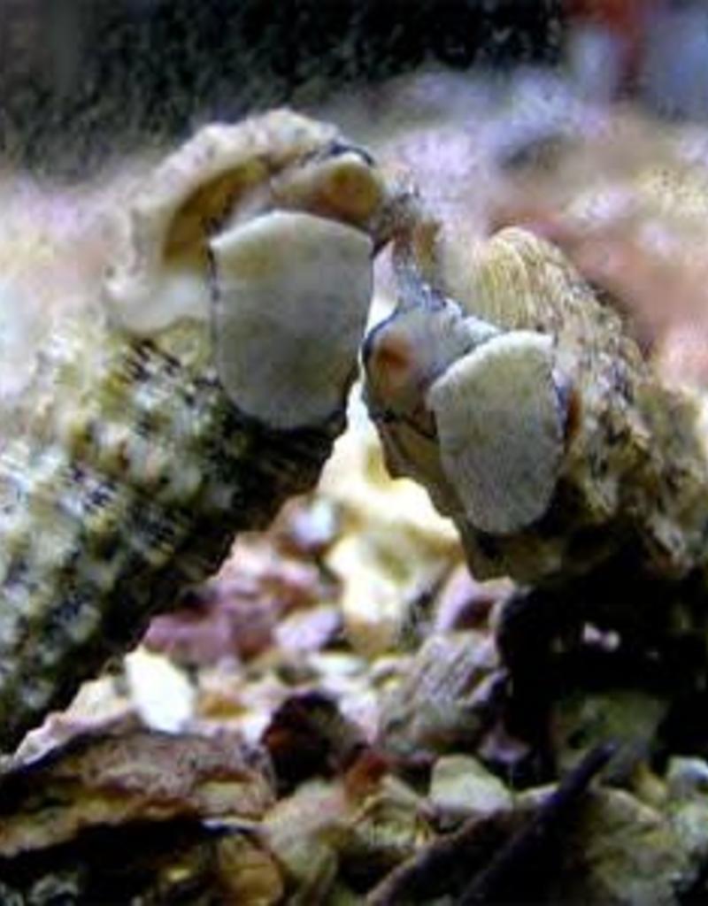 White or Black  Cerith Snail - Saltwater