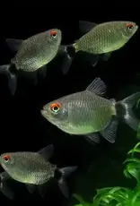 Red Eye Tetra - Freshwater