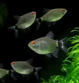 Red Eye Tetra - Freshwater