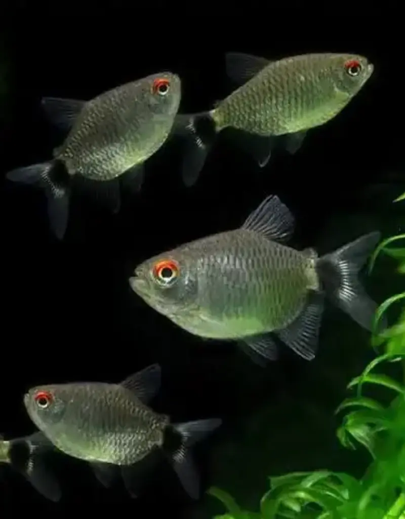 Red Eye Tetra - Freshwater