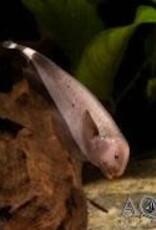 Golden Ghost Knife Fish - Freshwater