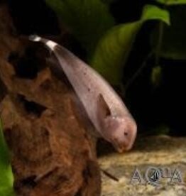 Golden Ghost Knife Fish - Freshwater