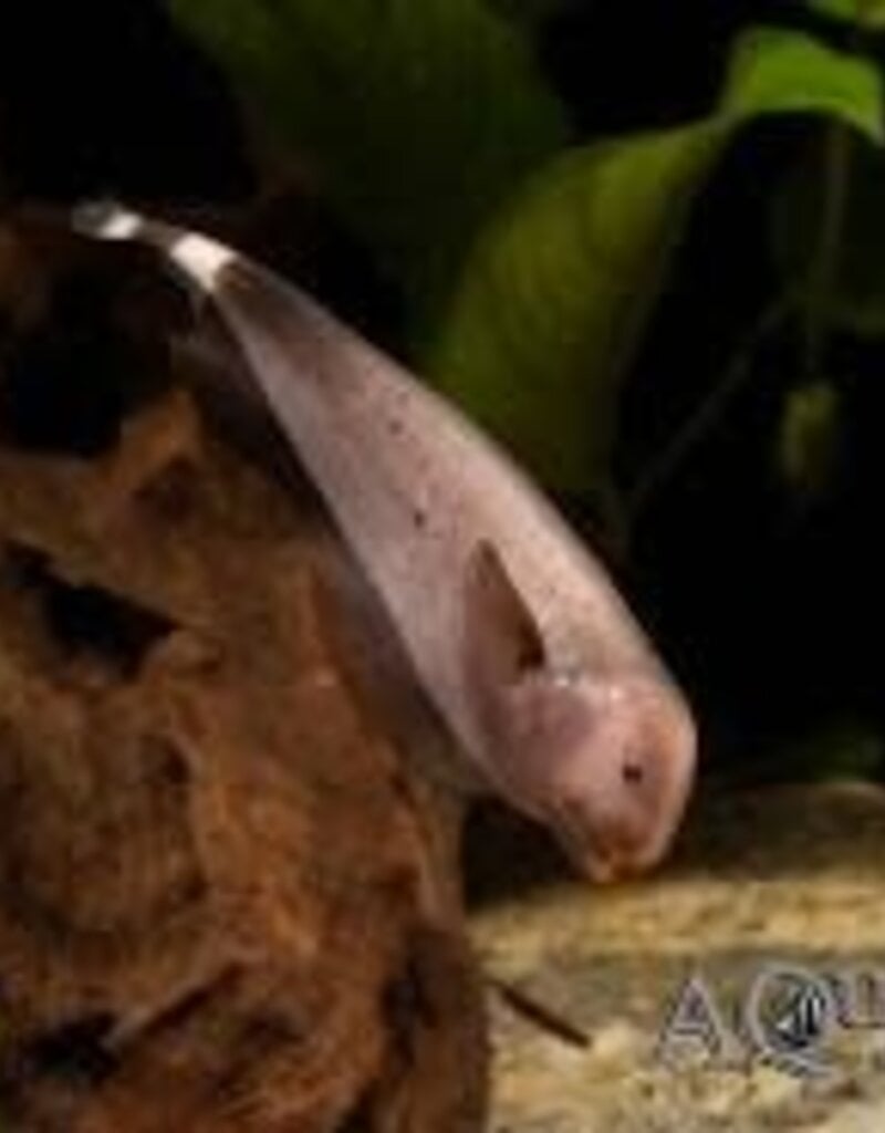 Golden Ghost Knife Fish - Freshwater
