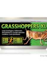 Exo Terra Exo Terra Canned Grasshoppers - XL - 34 g (1.2 oz)
