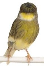 Gloster Canary - Female