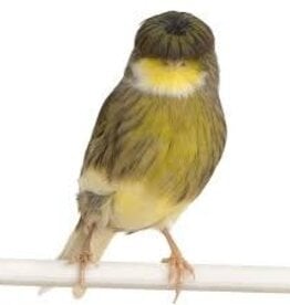 Gloster Canary - Female