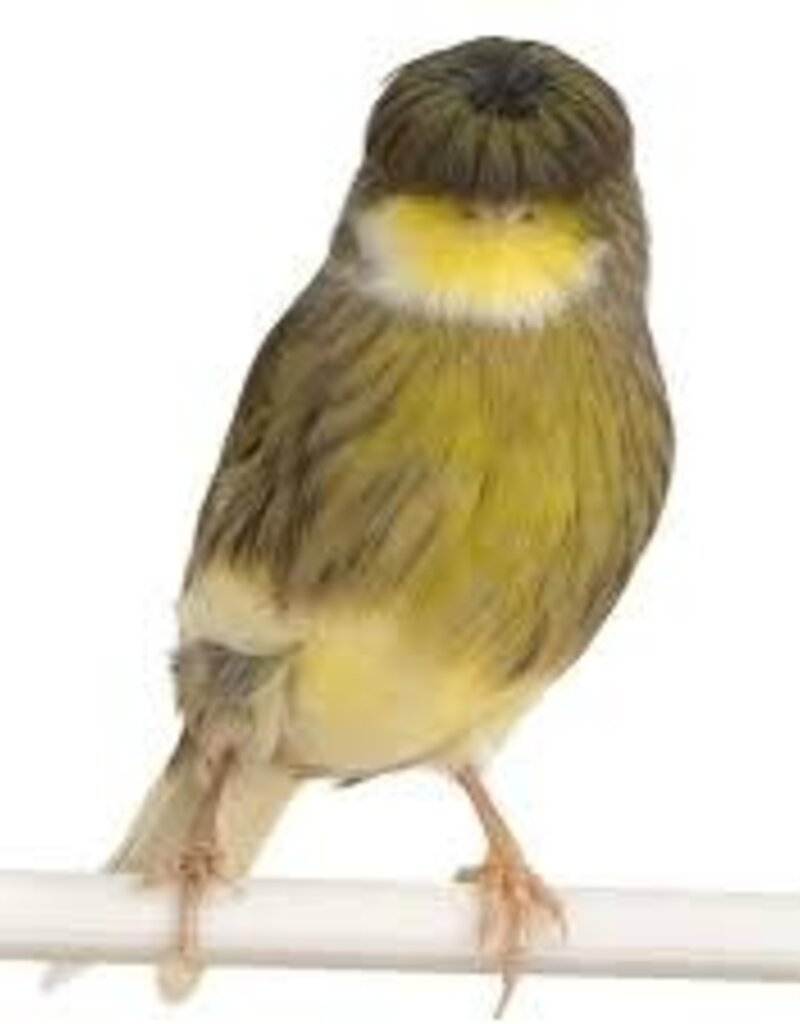 Gloster Canary - Female