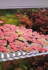Red Root Floater - Live Aquatic Plant