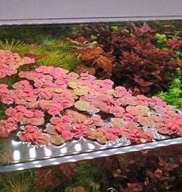 Red Root Floater - Live Aquatic Plant