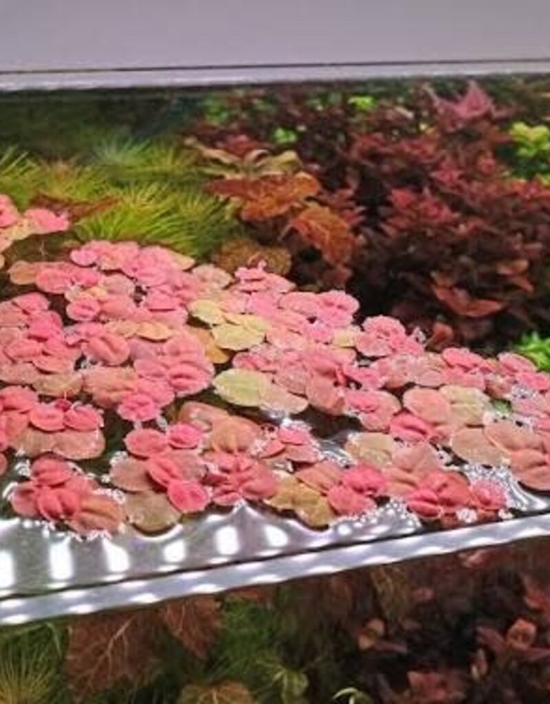 Red Root Floater - Live Aquatic Plant