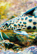 Synodontis Multipunctatus - Cuckoo Catfish - Freshwater
