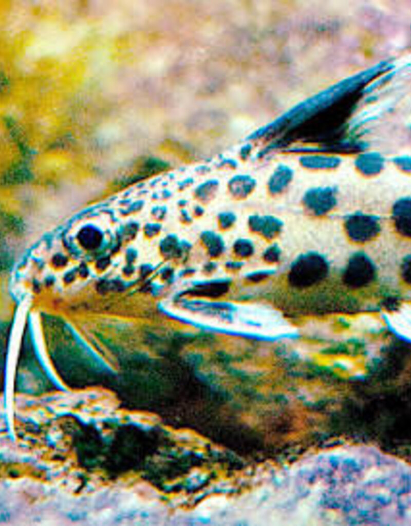 Synodontis Multipunctatus - Cuckoo Catfish - Freshwater