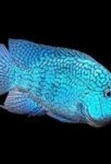 Green Texas Cichlid - Herichthys Carpintis - Freshwater