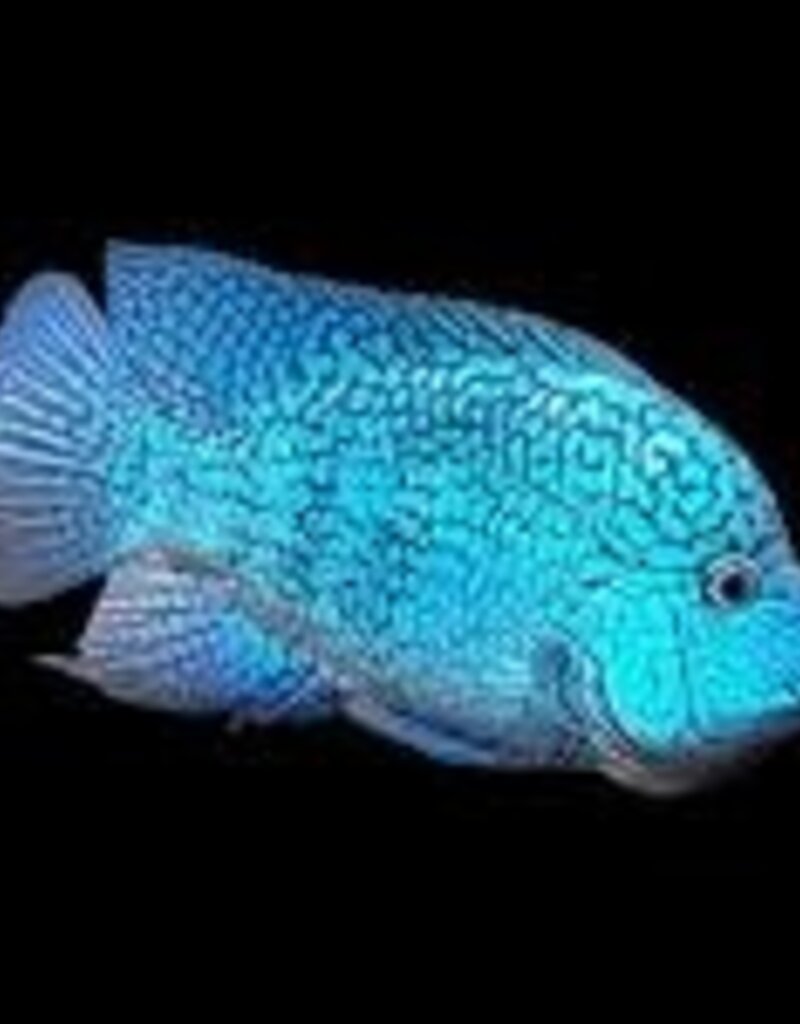 Green Texas Cichlid - Herichthys Carpintis - Freshwater