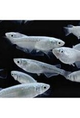 White Miyuki Rice Fish - Freshwater