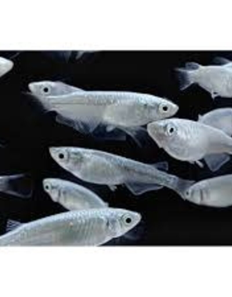 White Miyuki Rice Fish - Freshwater