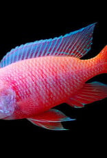 African Cichlid - Dragon Blood Peacock - XLarge Male - Freshwater