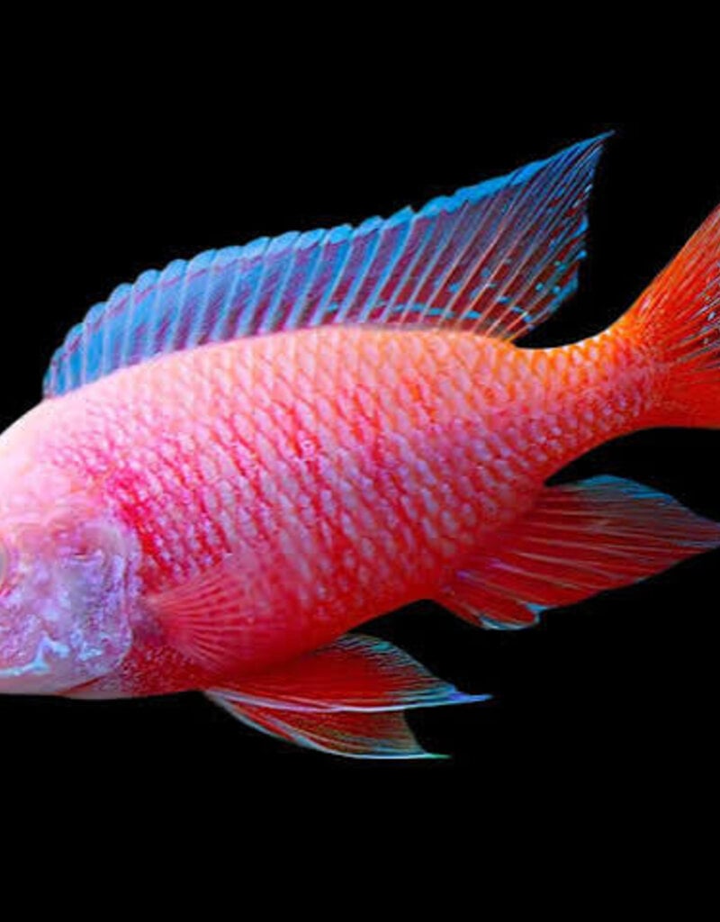 African Cichlid - Dragon Blood Peacock - XLarge Male - Freshwater