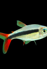 Red Tail Penguin Tetra - Freshwater