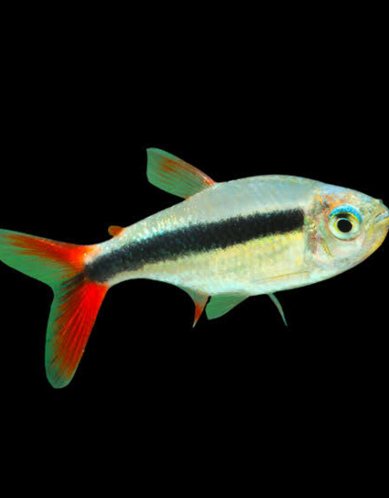 Red Tail Penguin Tetra - Freshwater