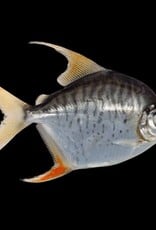 Sailfin (Setiger) Silver Dollar - Freshwater
