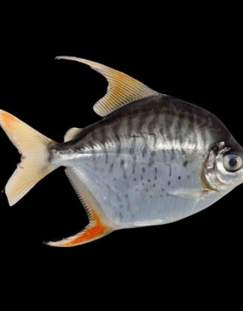 Sailfin (Setiger) Silver Dollar - Freshwater
