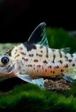 Spotted (Ambiacus) Corydoras Catfish - Freshwater